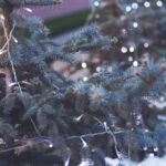 tree-with-holiday-lights